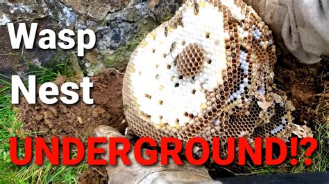 Underground yellow jacket nest. Things To Know About Underground yellow jacket nest. 